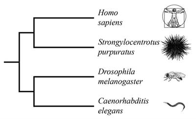 Sea Urchin as a Universal Model for Studies of Gene Networks